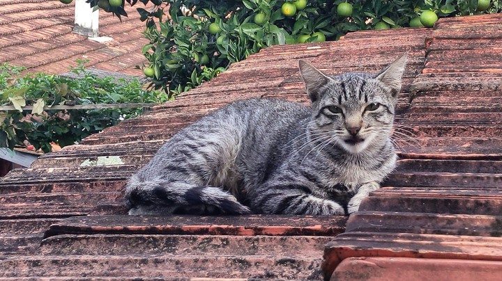 the cat