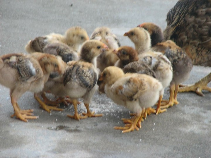 Family Unity