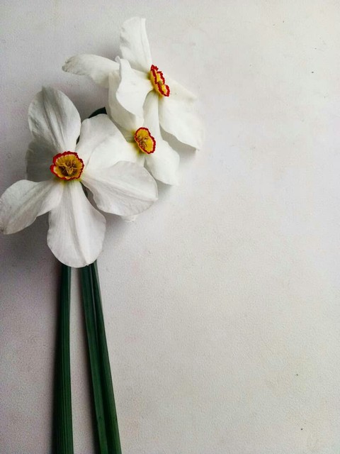 шпалери flower, petal