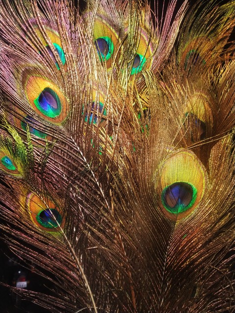 peacock feather