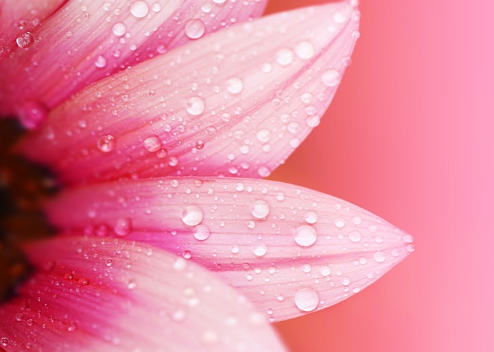 The Beauty of Pink❤️