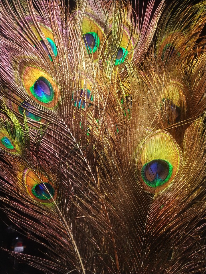 peacock feather