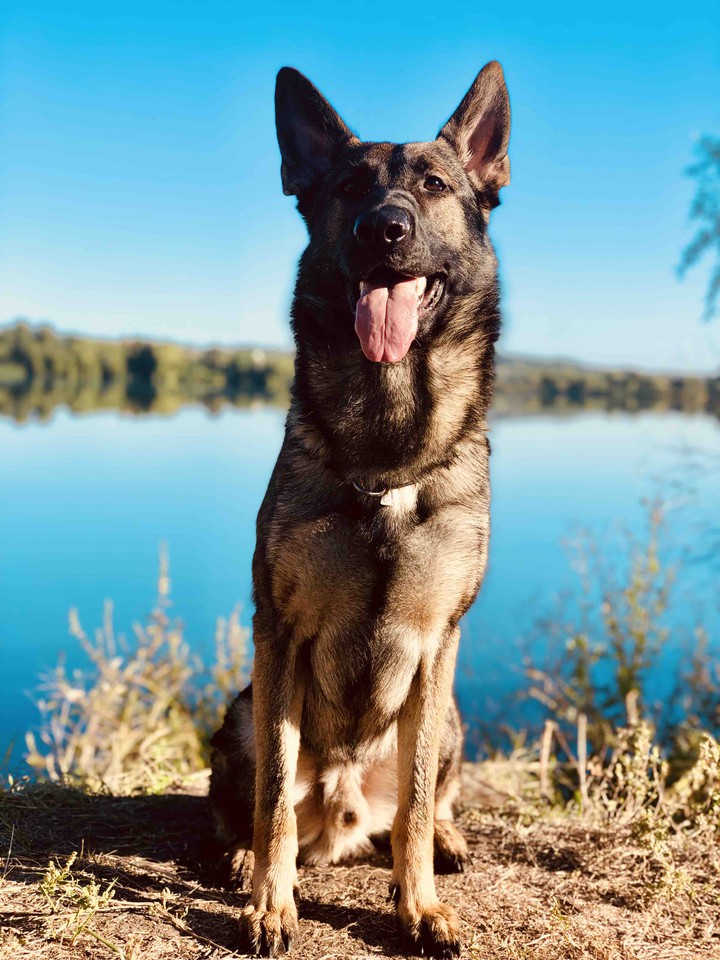 German Shepherd