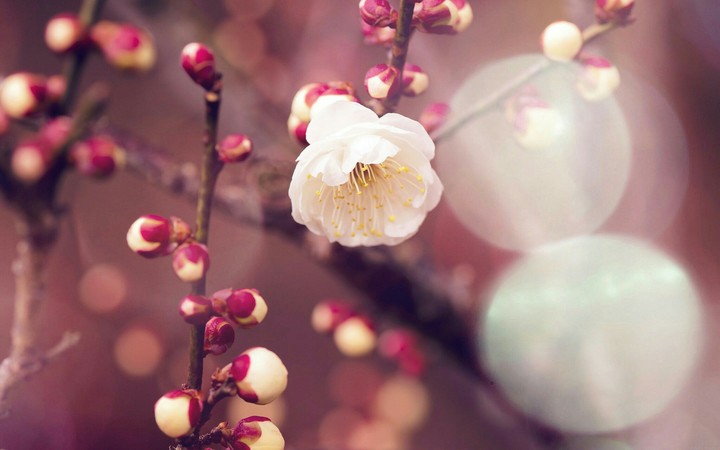 White flower, Fleur blanche