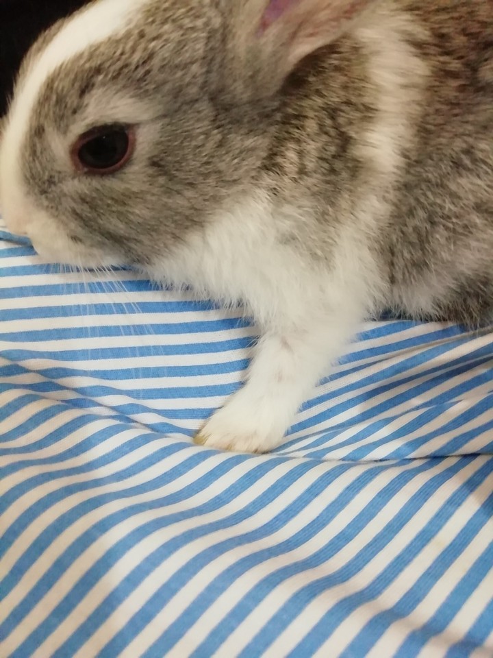 rabbit