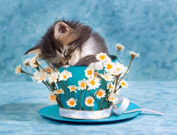 Котёнок