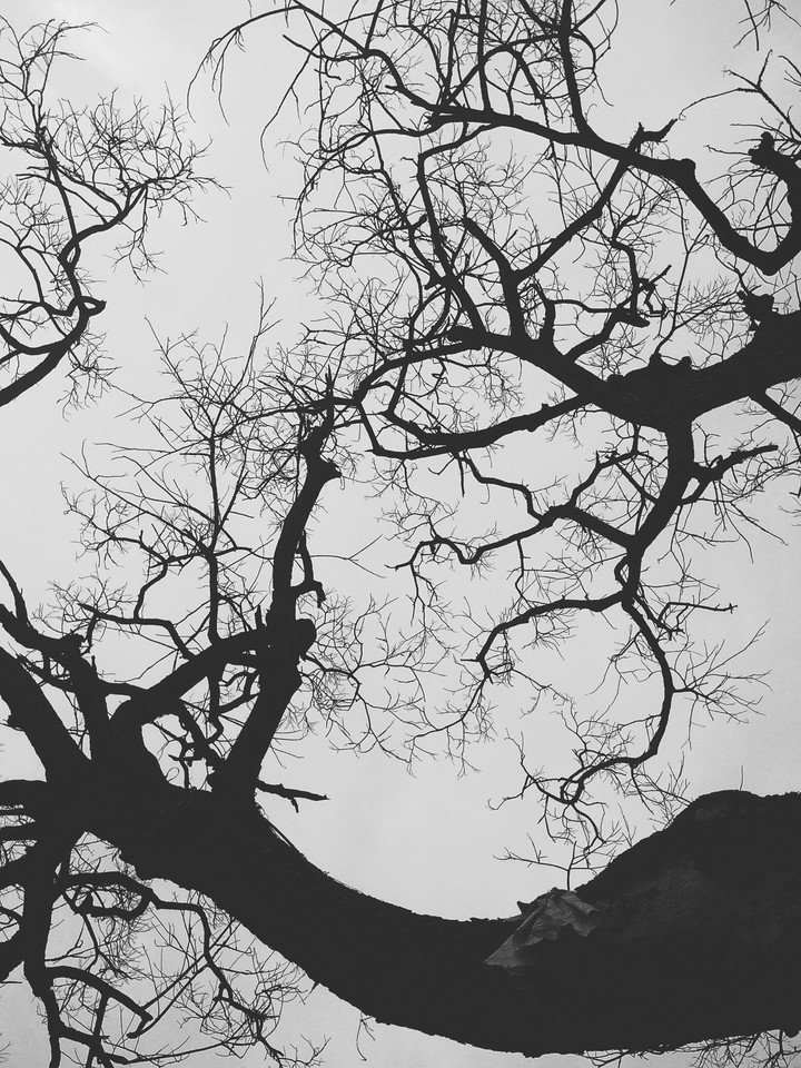 cool black and white Tree 