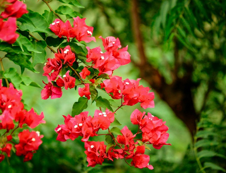 flowers.