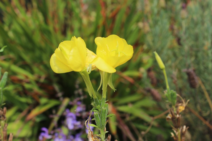 yellowish
