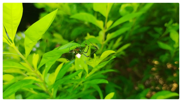 ?️ spider
