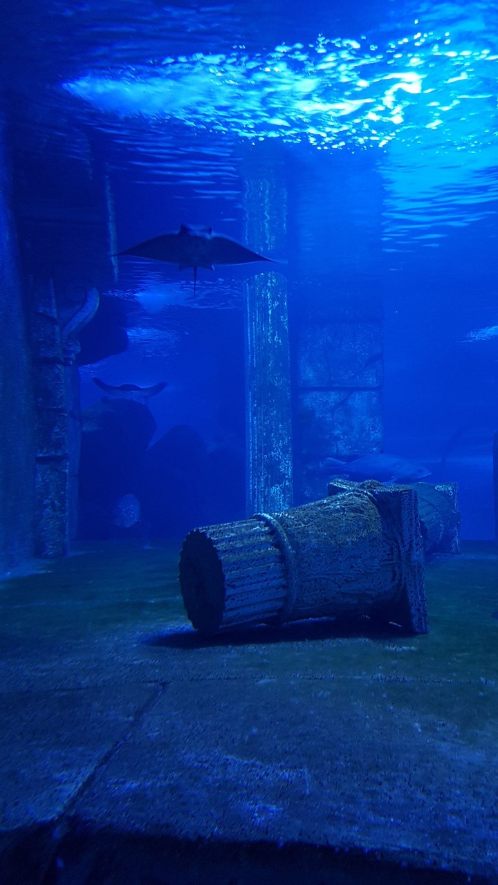 aquarium