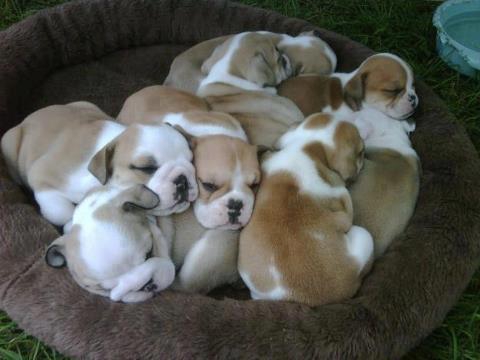 Dogs