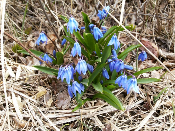 Spring