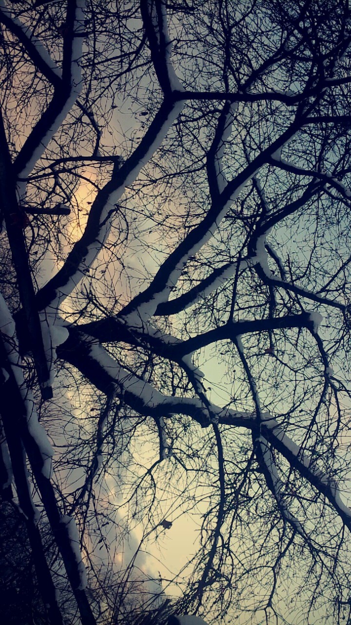 Snow tree