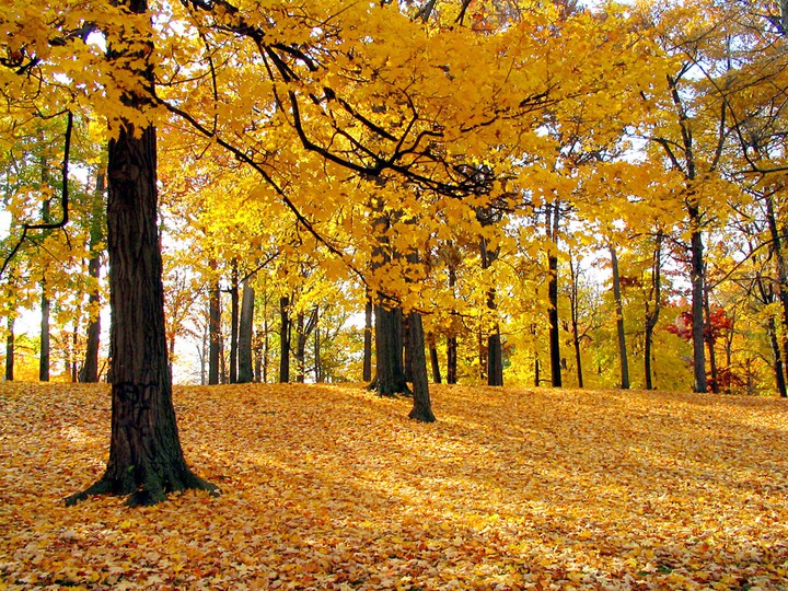 Fall