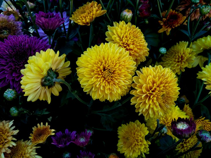 yellow sevanti flower