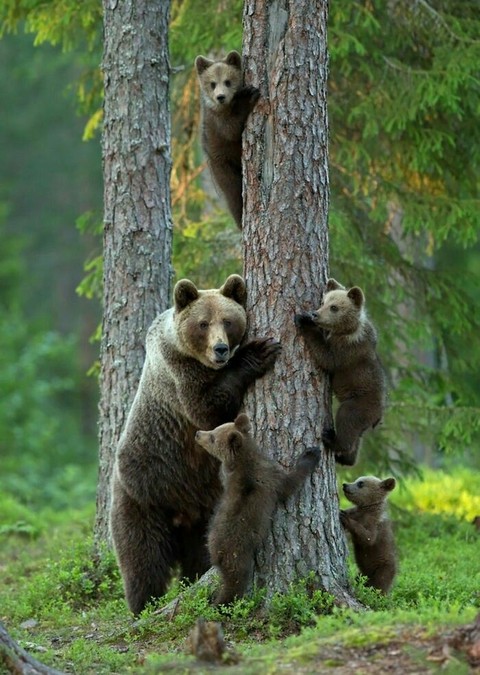 bears