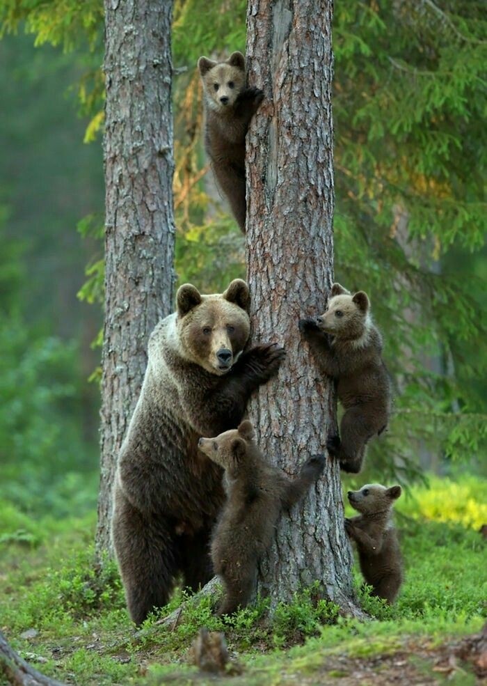 bears