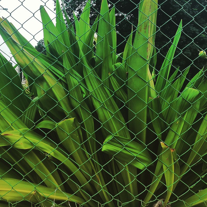 Green on Other-Side.