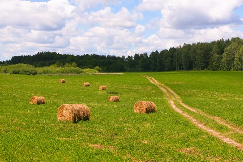 Hay, summer वॉलपेपर