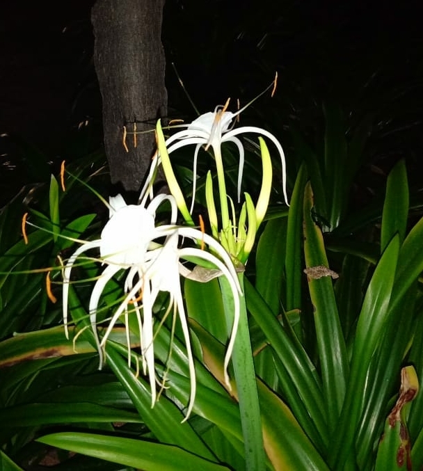lily in night