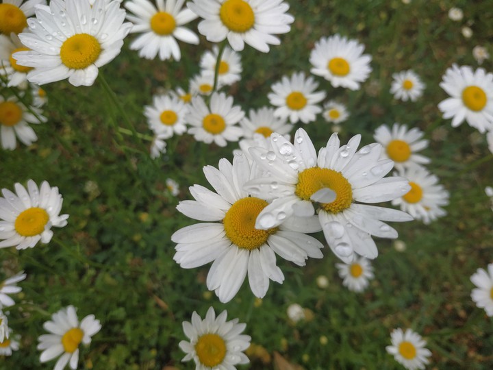 Chamomile