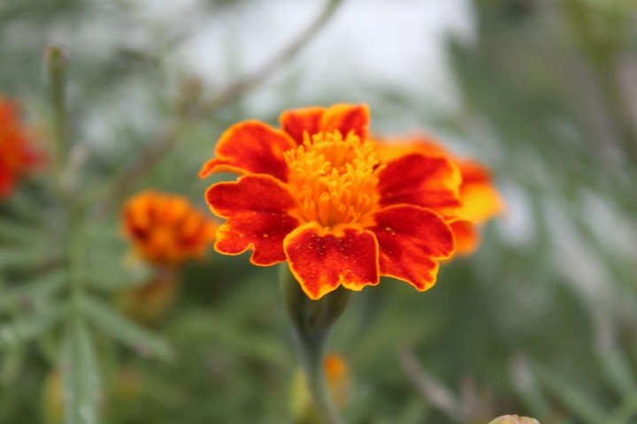 Orange and yellow...