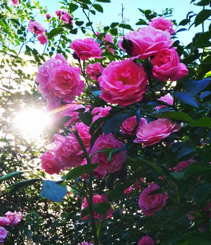 Bush with pink roses / Куст с красными розами