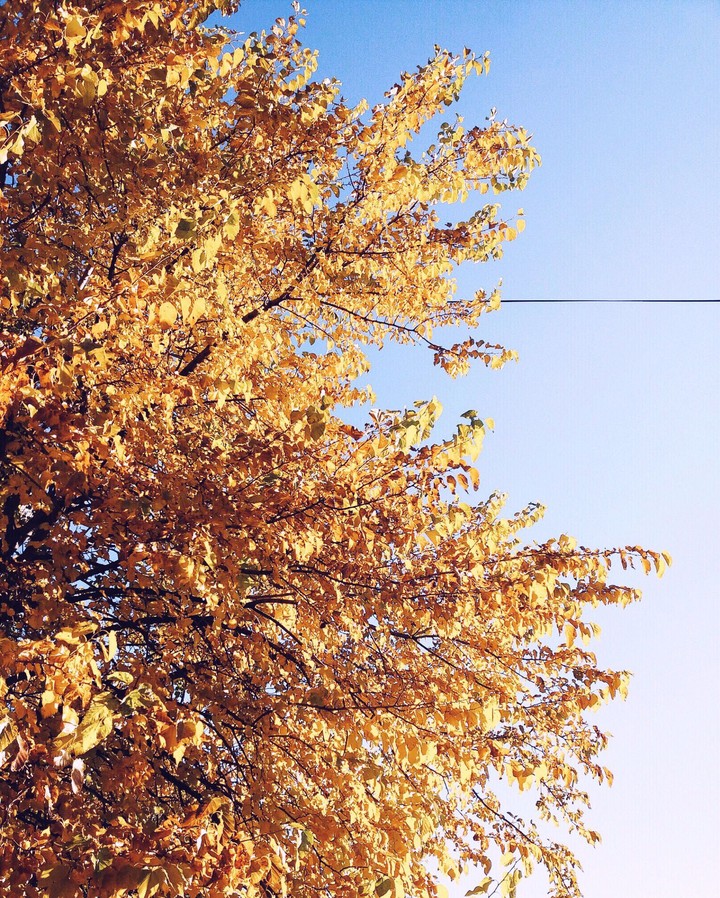 Fall vibes