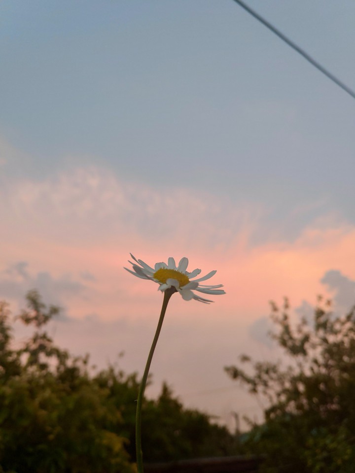 flower