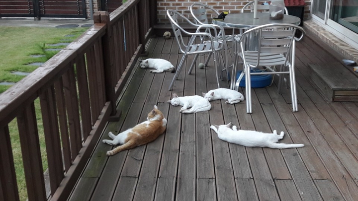lazy afternoon