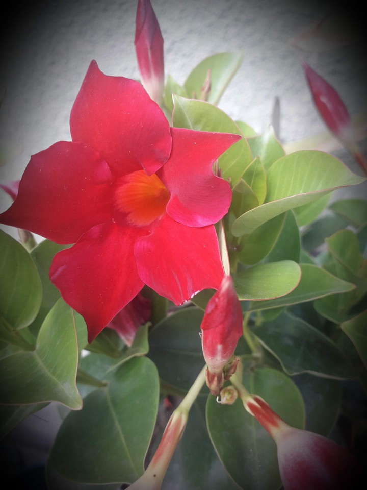 dipladenia