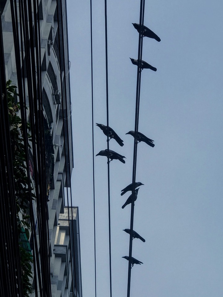 সন্ধ্যার কাক