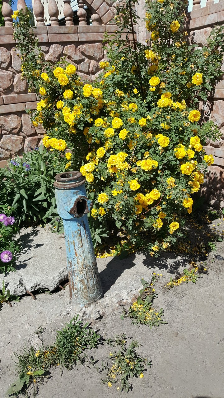 roses