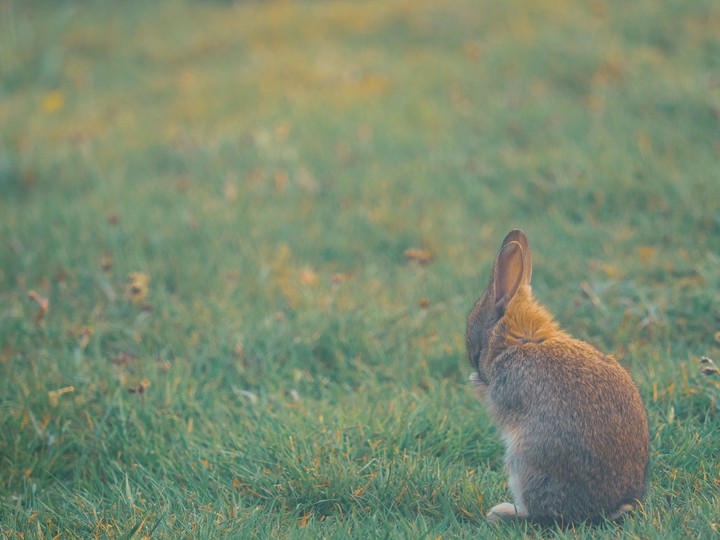 rabbit