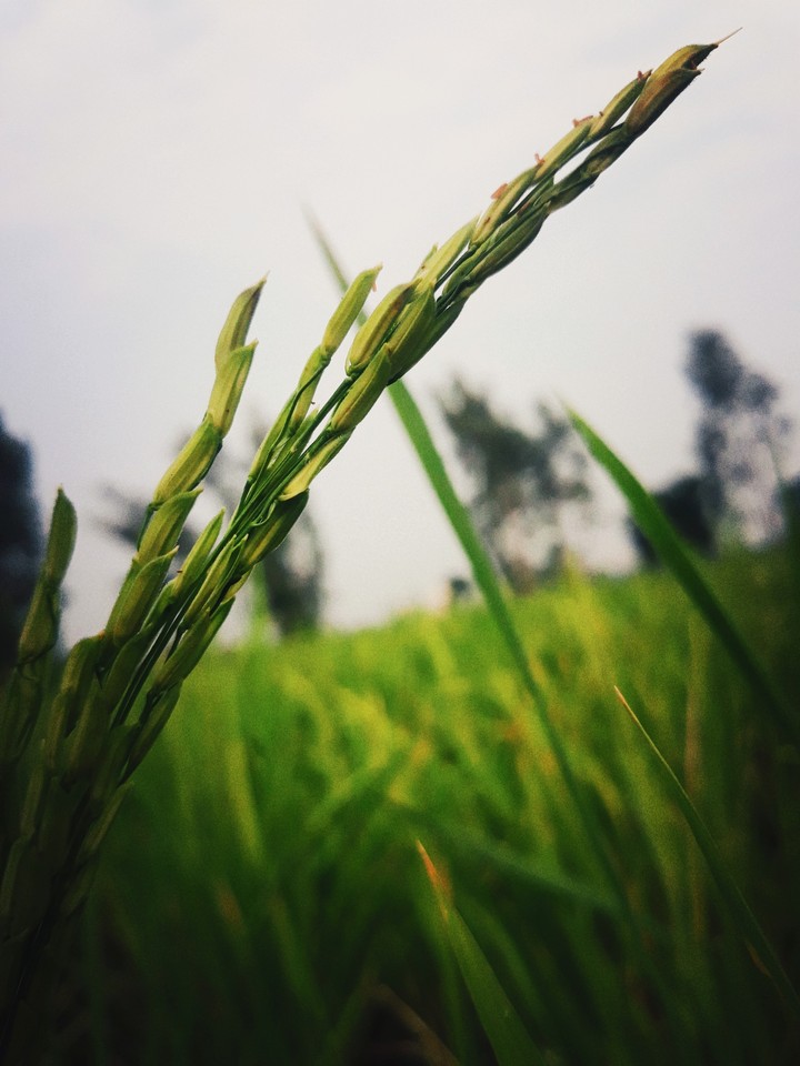 my click morning