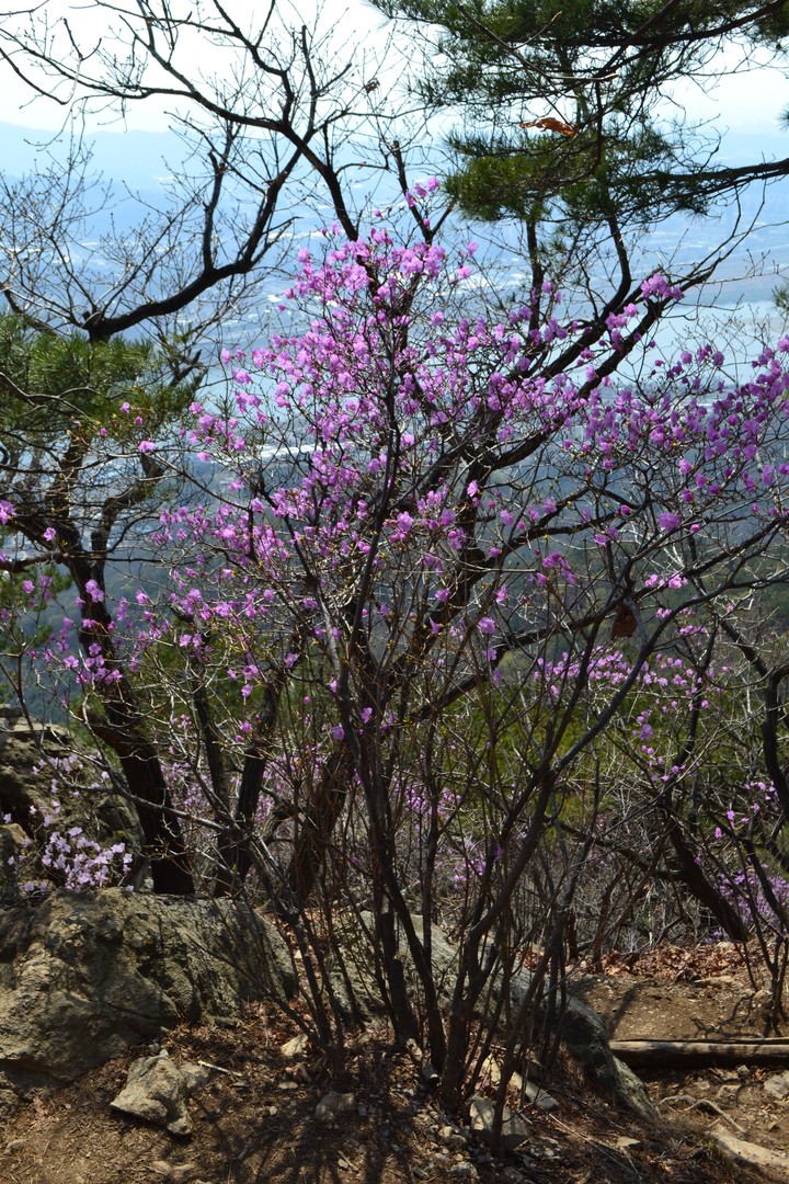 예봉산이미지