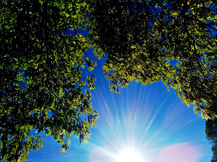 #tree #heaven #brightness #leaves #arbol #sun