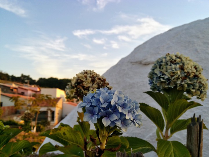 Hortência