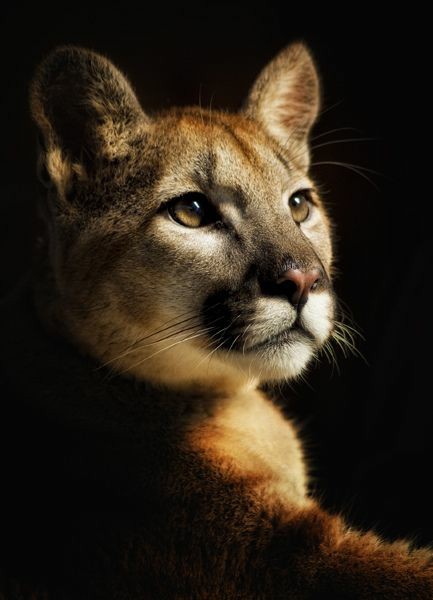 puma
