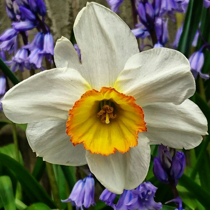 Daffodil