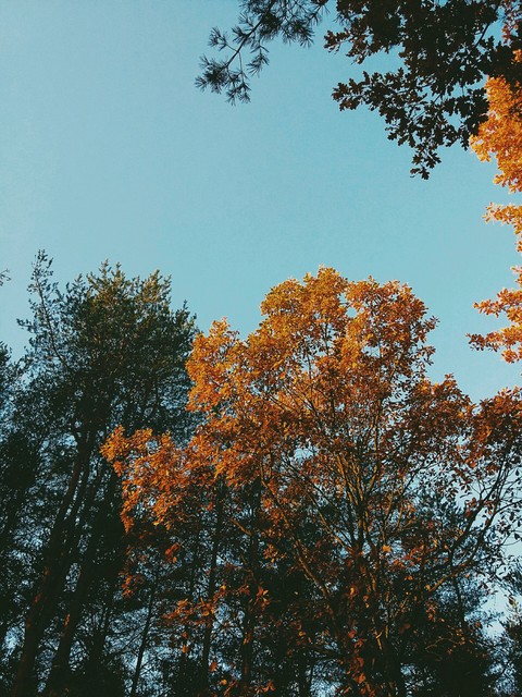 park