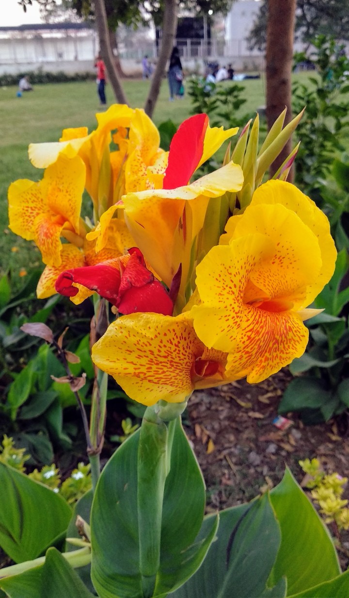 Flower