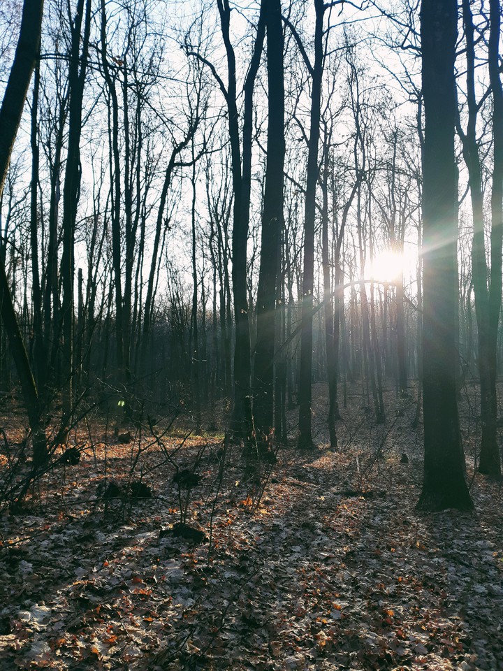 Forest