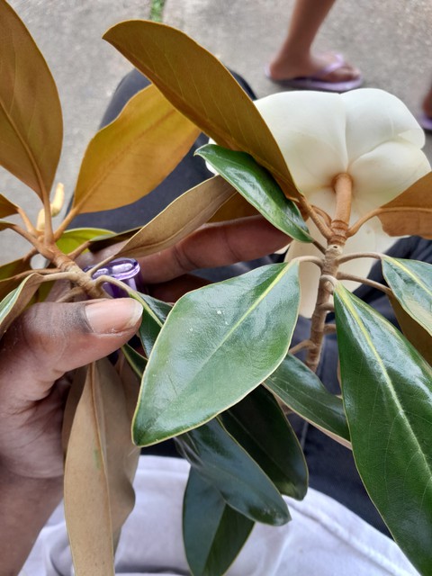 רקעים plant, leaf