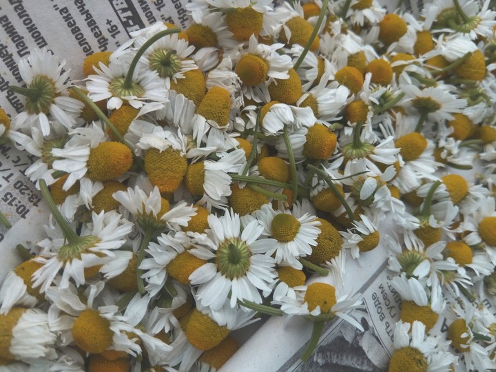 ромашки