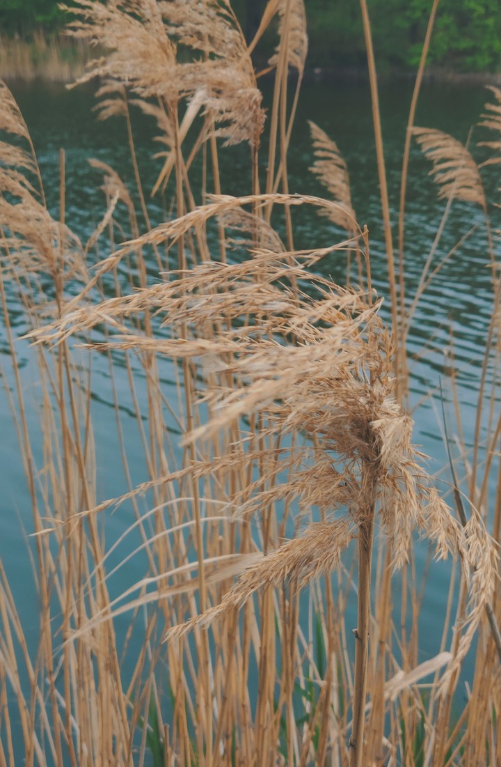 Cane
