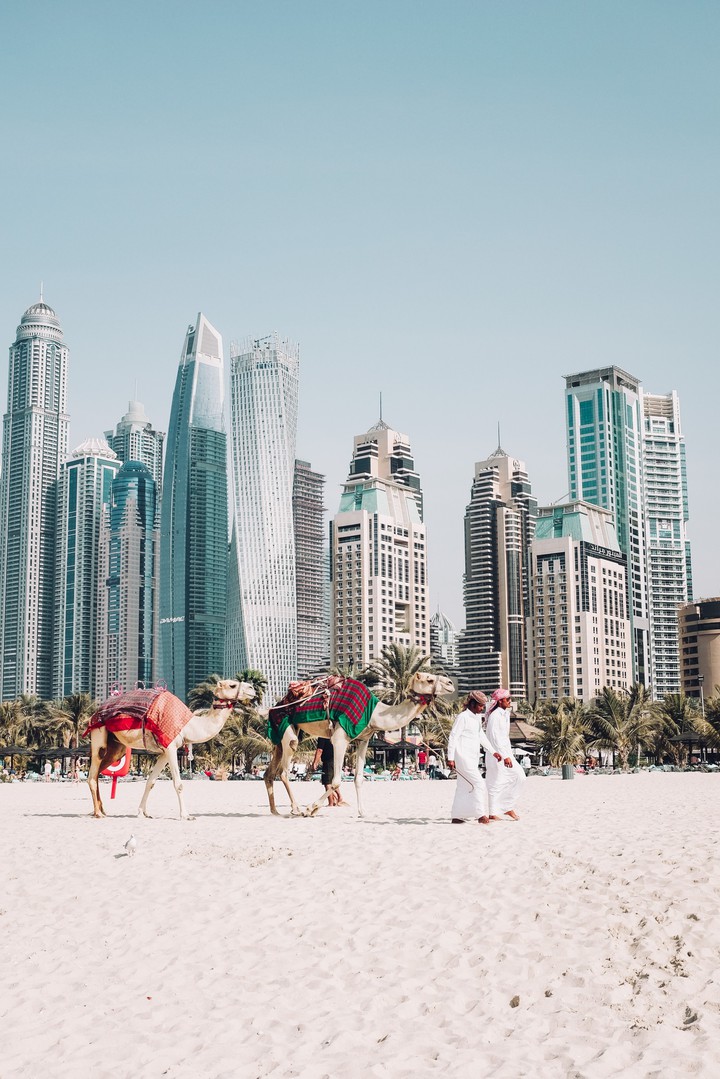 dubai people with their camels