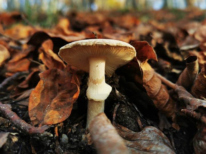 mushroom