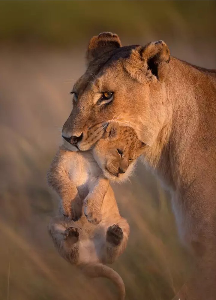 A Mother's love ❤️